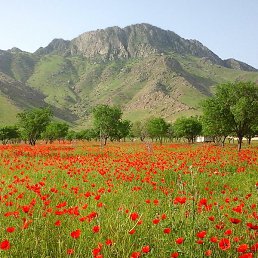 Temur, �����������, 38 ���