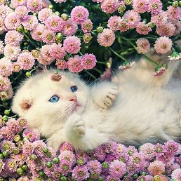 ������, �����������, 44 ����