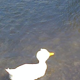 Olga, �������, 56 ���