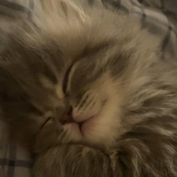 ����, �����������, 93 ����