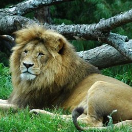 �����, �����-���������, 31 ���