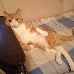 �������, ������, 26 ���