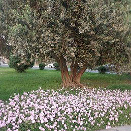 �����, ����, 37 ���