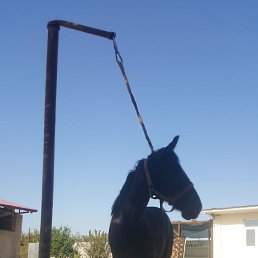 ���� �����, ������, 38 ��� - ��������� 29 �������� 2023