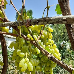 ���, ������-��������, 32 ����