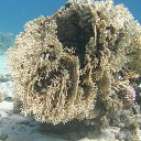  Tiger, , 72  -  28  2023   memory Hurghada