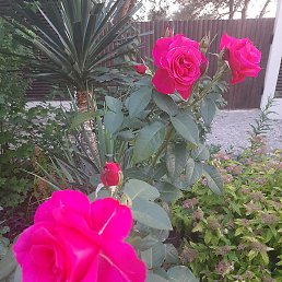 �����, �����-��������, 56 ���