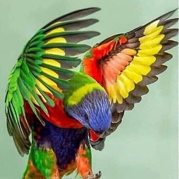 ����� ������, �������, 43 ����