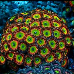 Misbah, �����������, 38 ���