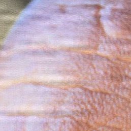 ����, ������, 52 ����