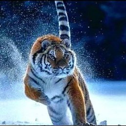 ���� ������, ���������, 35 ��� - ��������� 14 ������� 2023