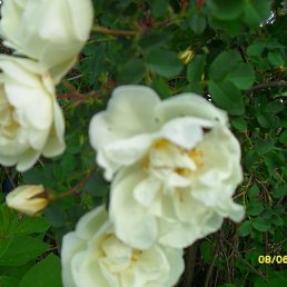 ����, ������, 57 ���