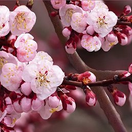 ��������, �����, 23 ����