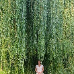 ����, ������, 40 ���