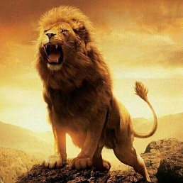 ���� Shox, ������, 32 ���� - ��������� 4 ������� 2023