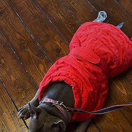 ����, ���������, 37 ���