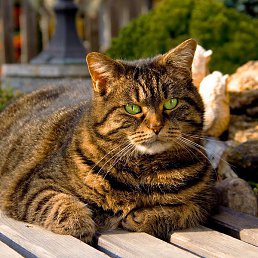 �����, ������������, 26 ���