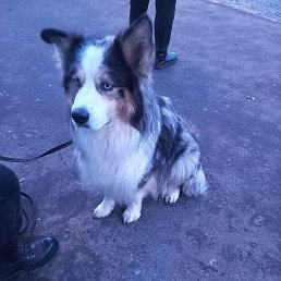 �����, ������, 26 ���