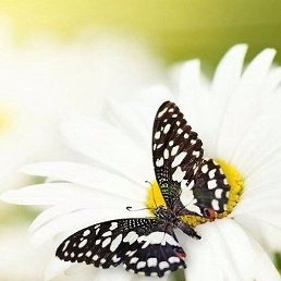 ���, ������, 39 ���