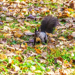 ��������, ������ ��������, 22 ����