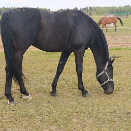 ����, ������, 41 ���