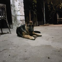 Ali, ����, 34 ����