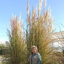 �����, ����, 65 ���