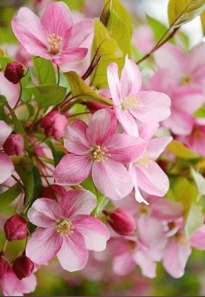 Весна без конца и без краю | "БУМАЖНЫЙ ЗМЕЙ") | Фотострана | Пост ...