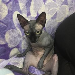 �������, ������, 47 ���