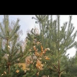 ����, �������������, 45 ���