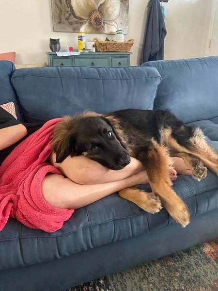 Жена беременна нашим первенцем. А щенок буквально не отходит от нее