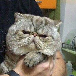 Stavros, ����������, 54 ����