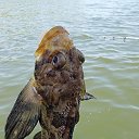 ���� �������, �����, 54 ���� - ��������� 25 ���� 2023 � ������ ���� ����������