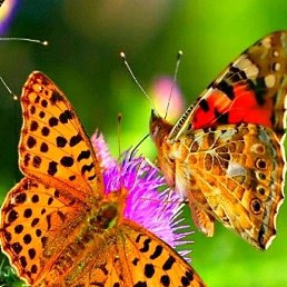 �����, �����-���������, 54 ����