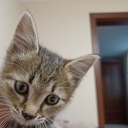 ����, �����������, 39 ���