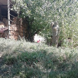 ��, �������, 44 ����