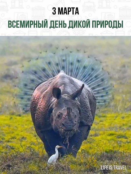 Сегодня Всемирный день дикой природы. Под угрозой исчезновения находятся 1 миллионов видов, среди ...