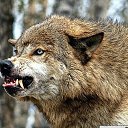 ���� ������, ������, 40 ��� - ��������� 15 ������� 2023 � ������ ���� ����������