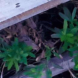 ����, ������, 36 ���