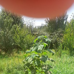 ������, �������, 68 ���