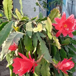 ����, �������, 49 ���