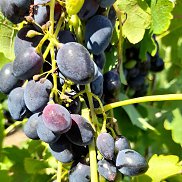 ��������, 51 ���, ���������