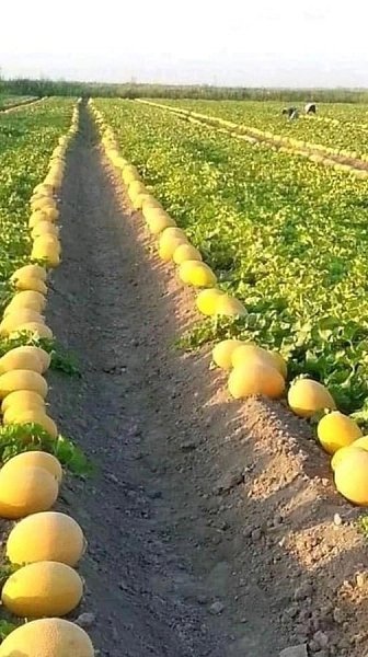 ������ ������ ����!