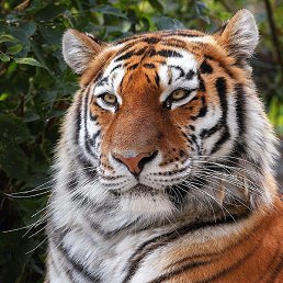 ������, ������, 37 ���