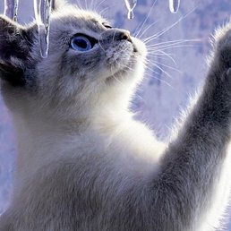 ������, ���������, 34 ����