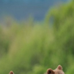 Joni, �����, 30 ���