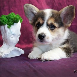 ����, ������, 46 ���