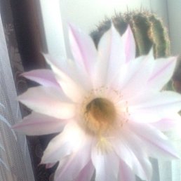 ��������, ������, 38 ���