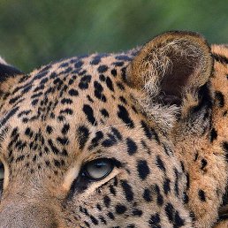 ������, �����������, 46 ���