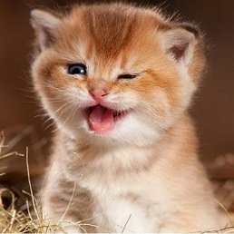 �����, �����